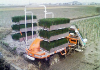 イグサ移植機