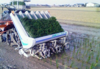 イグサ植え付け中