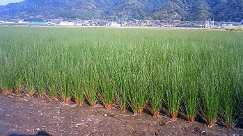 4月のイ草(アップ)