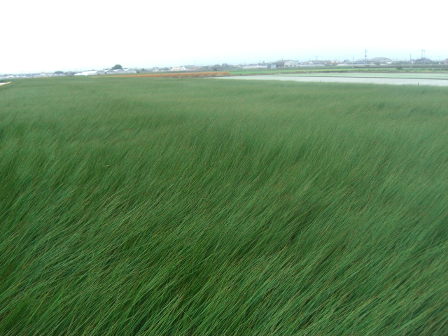 200906い草