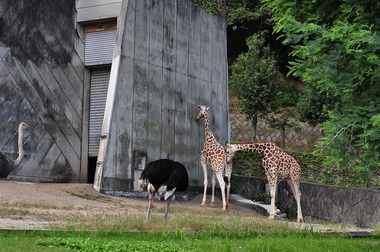 タテメオヤジの『めいびいとぅもろう』:訃報 <b>東山動物園</b>のキリン２頭死す