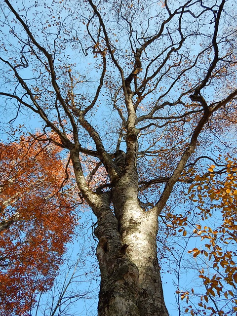 DSCN4750