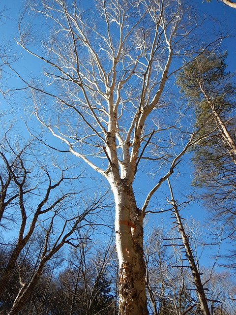 DSCN2529