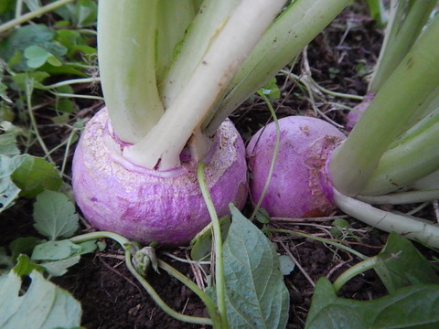 DSCN8639