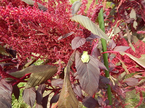 DSCN8544