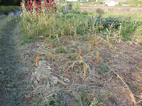 DSCN3317
