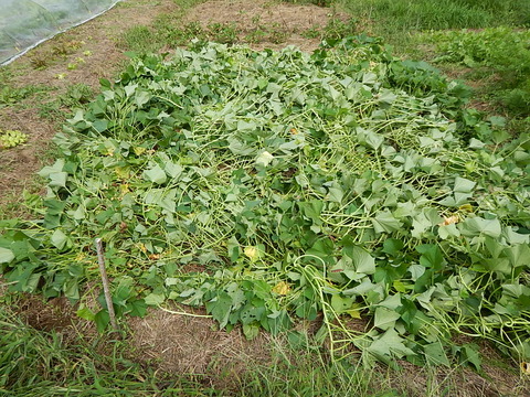 DSCN8345