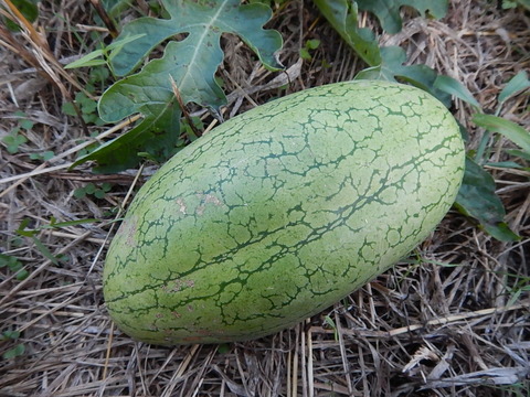 DSCN3320