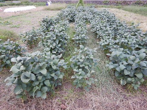 DSCN8350