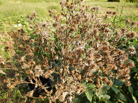 DSCN3345