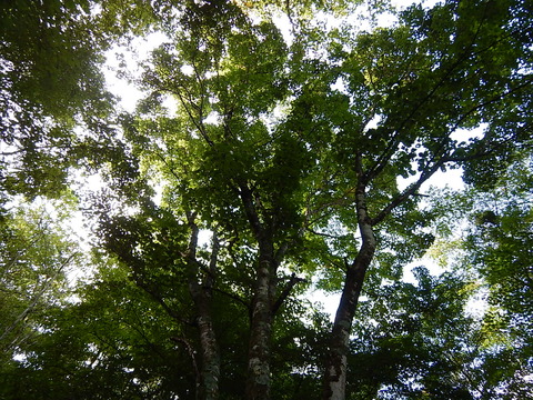 DSCN3451