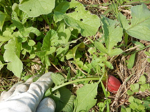DSCN8549