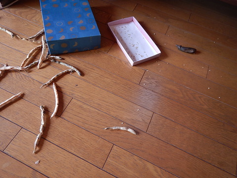 DSCN8605
