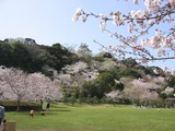 shiroyama_sakura4