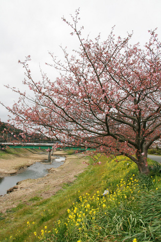 みなみ桜2