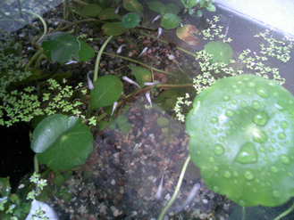 めだか1