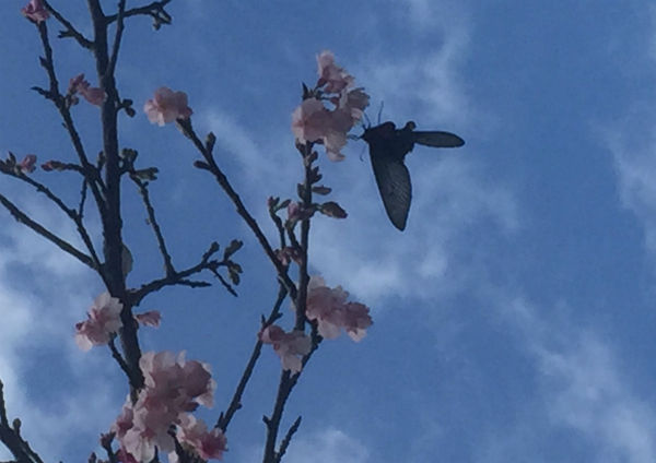 写真 2015-02-10 13 41 29