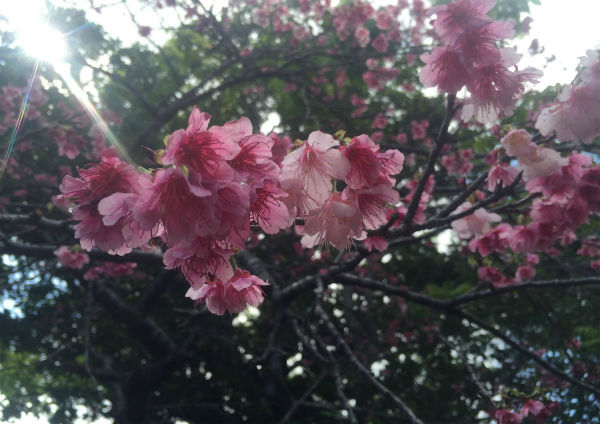 写真 2015-02-10 13 40 58