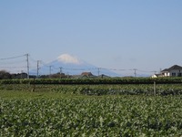 三浦ダイコンと富士山