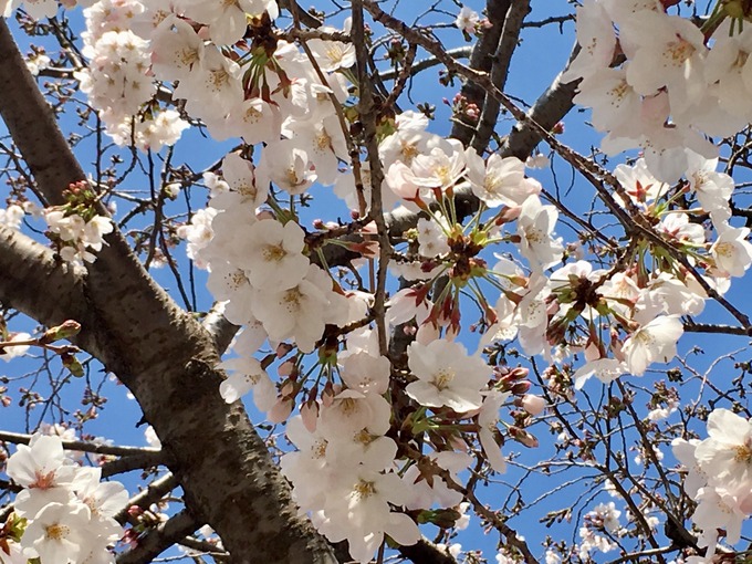 桜