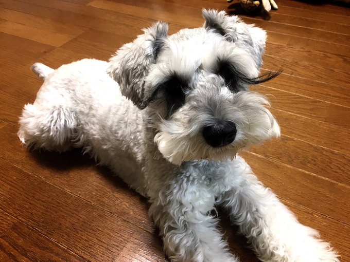 シュナウザー 2歳10ヶ月