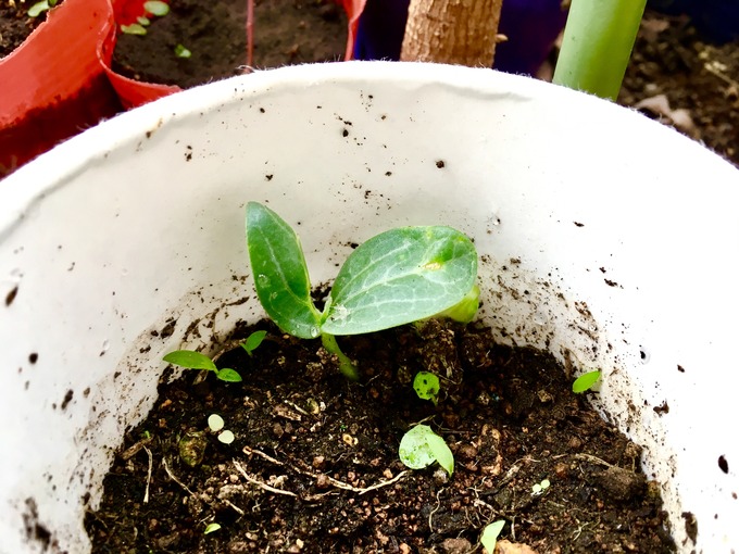 ヘチマ発芽