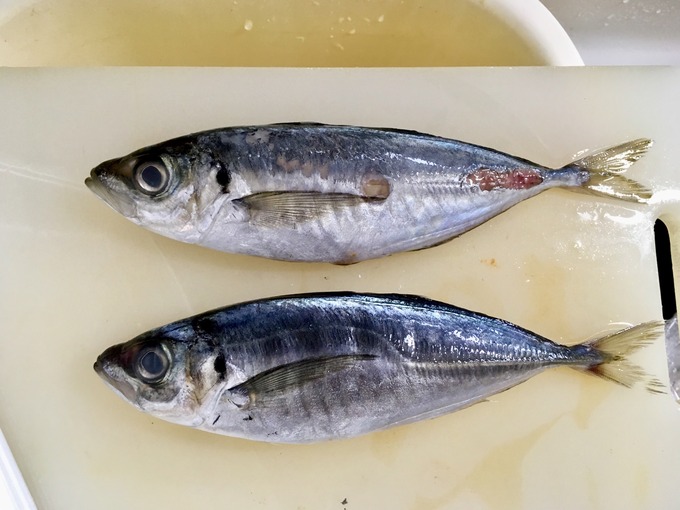 鯵のぜいご取り before after