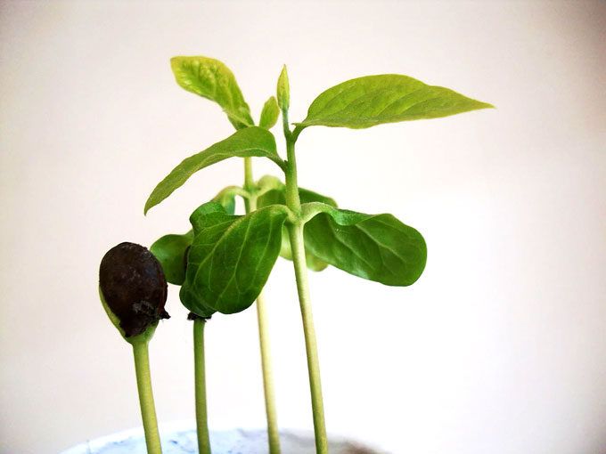 柿の発芽