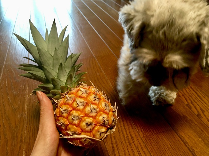 食べまきパイナップル 大きさ比較
