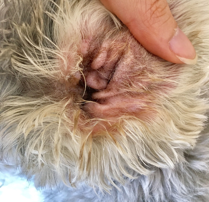犬の外耳炎
