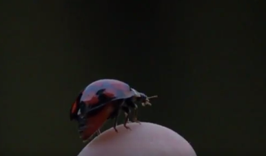 キャプチャ