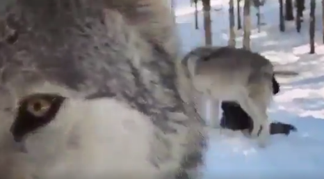 キャプチャ