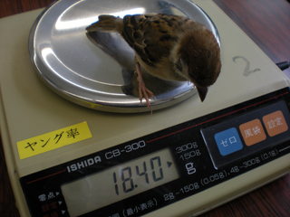 suzume2-2