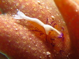 ���ߥ��������쥨��