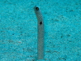 �ˤ��