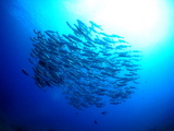 aaa