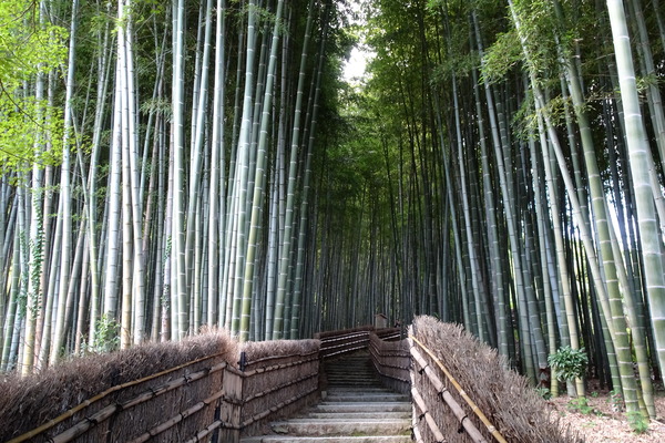 竹林の小径 化野念仏寺
