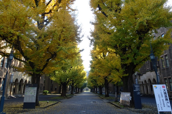 東京大学 並木