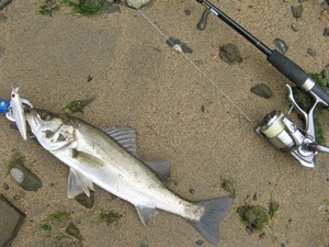 0506seabass