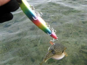seabass0121_5
