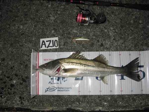seabass0219_2