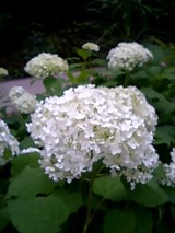 d24c811c.jpg