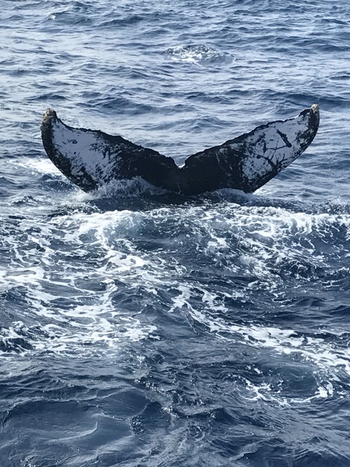 ザトウクジラの尾鰭】沖縄 ホエールウォッチング Z鯨 : DivingBlog