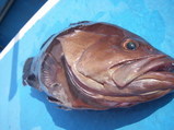 mahata2