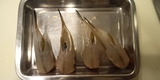 河豚