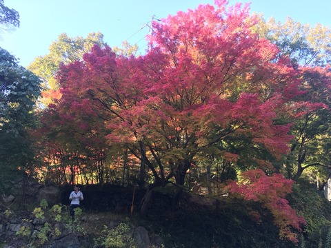 2016-11-13-08-45-25