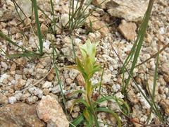 DSCF5732