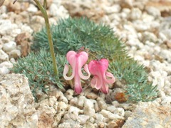 DSCF5728