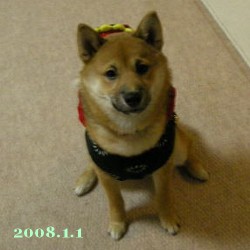 2008/1/1_1