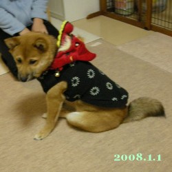 2008/1/1_3